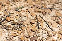 Unknown orthopteran on the Horsnell Gulley walk