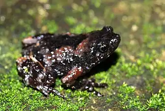 Lateral view