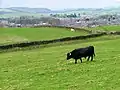 Black Scottish Highland bull in upland pasture overlooking Haltwhistle, UK