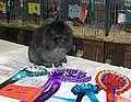 Steel Mini Lion Lop, bred by J. Bramley. BiS Adult Stock Show @ All Lop Show 2009