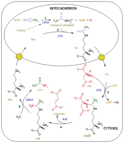 Urea cycle colored.