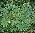 Urena lobata var. sinuata in Narsapur, Medak district, India.