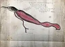 Lettering (hand-written in pencil) reads 'Hobblegobble', a trained cormorant aged 8 or 9. This bird had been lame through life from tumours on the pad or cushion of each foot which I think had been originally caused by feeding it on meat when young. It died suddenly, March 20th 1876. F.H. Salvin