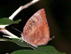 Ventral view