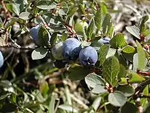 Bog Bilberry (Arctic Blueberry)Vaccinium uliginosumKigutaarnat nagguii / mosebølle / blåbærKigutaarnat, Blåbær