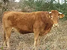 Limousin cow