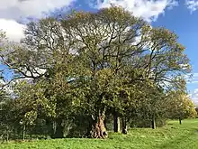 Valentine's Park Field Maple.