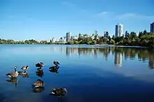 Canada geese on Lost Lagoon with Downtown Vancouver in background