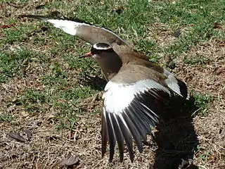 Adult defending its nest