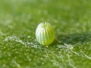 Egg