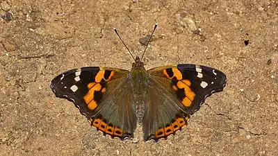 Dorsal view