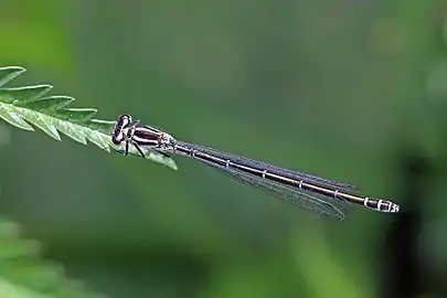 adult female, dark form