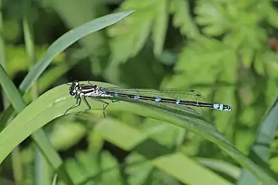 immature female, blue form