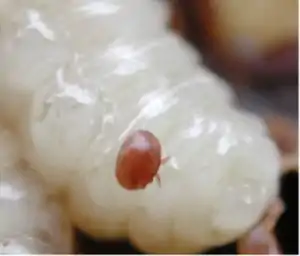 Varroa mites on bee larva