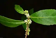 A small flowering plant