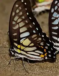 Veined jay(Graphium chiron)