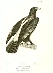 Verreaux's eagle