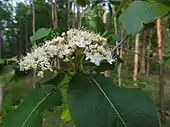 Viburnum lentago or 'nannyberry' blossoms.