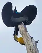 Male Victoria's riflebird displaying to a female