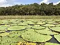 Victoria amazonica in the Amazon basin near Manaus, Brazil