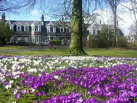 Crocuses in Victoria Park