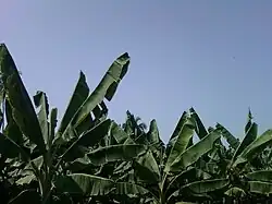 Banana Plantations near Ravulapalem,Gopalapuram