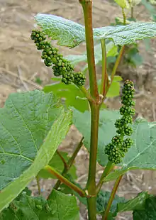 Vitis vinifera (panicle)