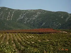 Vineyards around