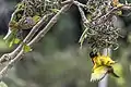 female and male at nests, Ghana