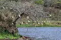 Nests, South Africa