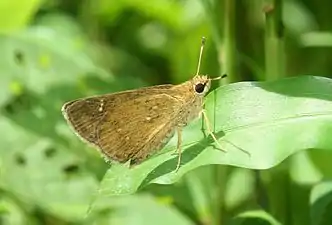 Ventral view