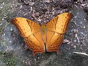 Dorsal view (male)