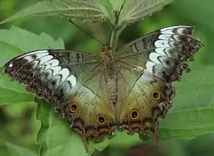 Dorsal view (female)