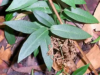 Leaves