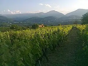 A vineyard in Naoussa, central Macedonia