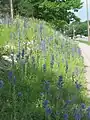 Colonizing the banks of a Montreal city highway