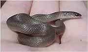 Rough earth snake