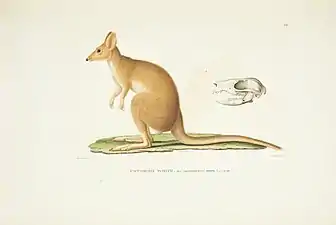 Illustration of a potoroo from Voyage autour du monde by Louis de Freycinet