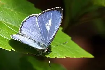 Dorsal view