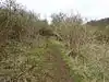 Wadenhoe Marsh and Achurch Meadow