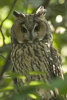 Long-eared owlAsio otus