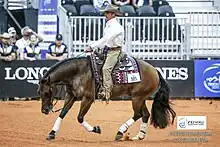 Warwick riding a horse in a showpen