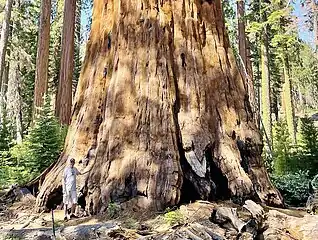 Washington Tree