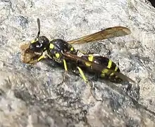 Symmorphus cristatus female making nest