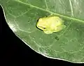 On a tree leaf