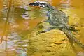 Asian water monitor