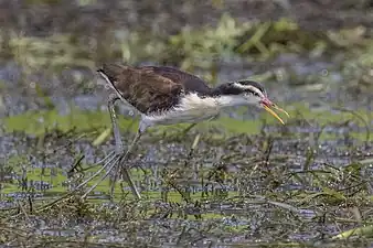 Immature J. j. hypomelaenaChagres River, Panama