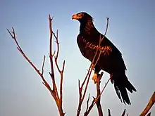 Wedge-tailed eagle