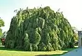 Weeping European Beech at Chateau-Sur-Mer