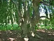 Weeping European Beech, June 2011